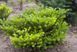Пихта Корейская (Abies koreana) &mdash; декоративные фиолетовые шишки фото 2