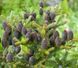 Пихта Корейская (Abies koreana) &mdash; декоративные фиолетовые шишки фото 1