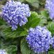 Цеанотус Репенс (Repens) &mdash; почвопокровный кустарник с синими соцветиями фото 1