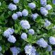 Цеанотус Репенс (Repens) &mdash; почвопокровный кустарник с синими соцветиями фото 3