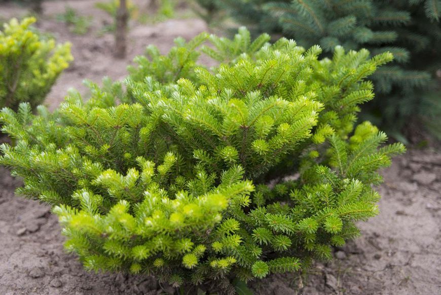 Пихта Корейская (Abies koreana) &mdash; декоративные фиолетовые шишки фото