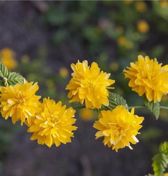 Керрия японская Пленифлора (Pleniflora) &mdash; золотистые махровые &laquo;шарики&raquo; фото