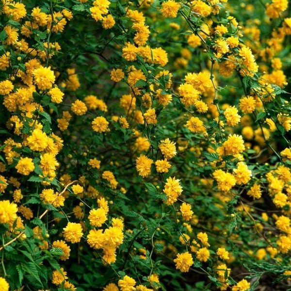 Керрия японская Пленифлора (Pleniflora) &mdash; золотистые махровые &laquo;шарики&raquo; фото