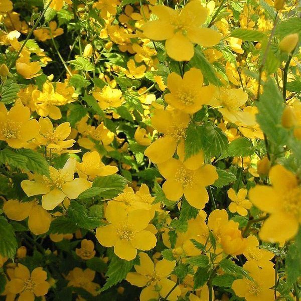 Керрия японская Голден Гвинея (Golden Guinea) &mdash; крупные простые цветы цвета золота фото