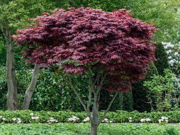 Клен веерный Атропурпуреум (Acer palmatum Atropurpureum) &mdash; яркая бордовая листва фото