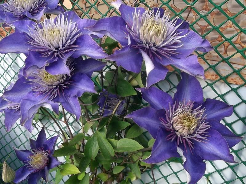 Клематис Мульти Блю (Multi Blue) &mdash; крупные махровые синие цветы фото