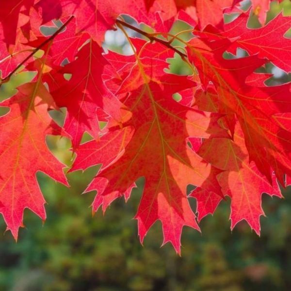 Дуб червоний (Quercus rubra) &mdash; стійкий до шкідників і хвороб фото