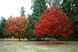 Дуб червоний (Quercus rubra) &mdash; стійкий до шкідників і хвороб фото 1