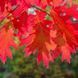 Дуб червоний (Quercus rubra) &mdash; стійкий до шкідників і хвороб фото 2