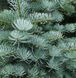 Ялиця Каліфорнійська Блакитна (Abies concolor glauca) &mdash; стійка блакитна хвоя фото 1