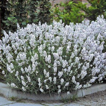 Лаванда Едельвейс (Edelweiss) &mdash; унікальні білосніжні квіти фото