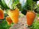 Малина Жовтий Гігант (Yellow Giant) &mdash; зимостійка фото 2