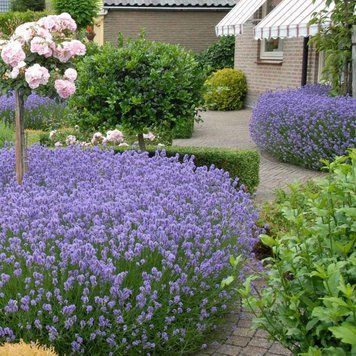 Лаванда Хідкот (Hidcote) &mdash; компактний кущ з глибоким фіолетовим кольором фото