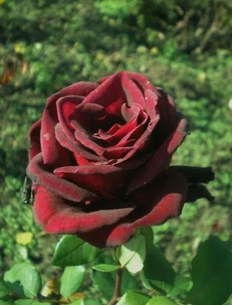 Роза Черный Вельвет (Black Velvet) &mdash; чайно-гибридная фото