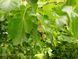 Платан західний (Platanus occidentalis) &mdash; величне дерево-довгожитель фото 2