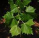 Платан західний (Platanus occidentalis) &mdash; величне дерево-довгожитель фото 1
