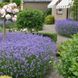 Лаванда Хідкот (Hidcote) &mdash; компактний кущ з глибоким фіолетовим кольором фото 1