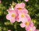 Лапчатка Белла Роза (Bella Rosa) &mdash; очаровательные розовые цветы всё лето фото 3