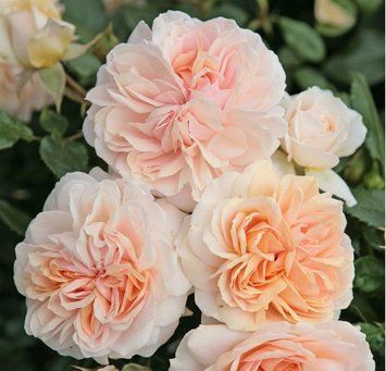 Троянда Гарден оф Роузес (Garden of Roses) &mdash; англійська, висока стійкість до хвороб фото