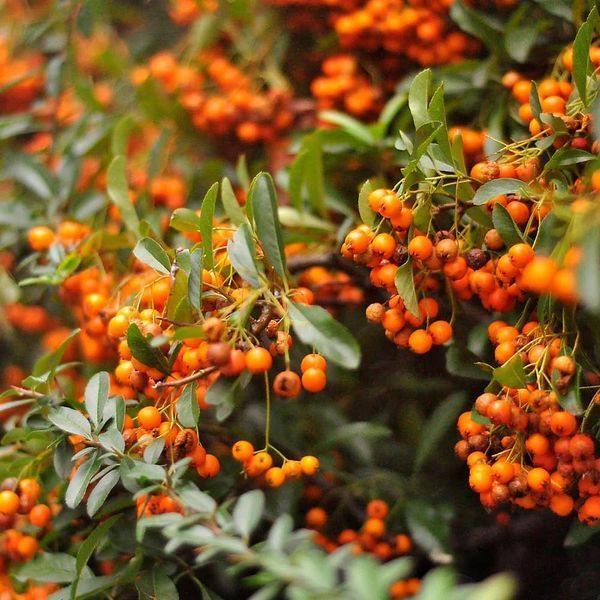 Піраканта Оранж Чармер (Orange Charmer) &mdash; яскраво-помаранчеві плоди для живоплоту фото