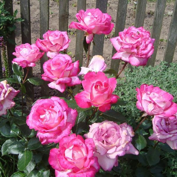 Троянда Роуз Гожард (Rose Gaujard) &mdash; чайно-гібридна, великі двоколірні квіти фото