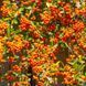 Піраканта Оранж Чармер (Orange Charmer) &mdash; яскраво-помаранчеві плоди для живоплоту фото 1