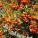 Піраканта Оранж Чармер (Orange Charmer) &mdash; яскраво-помаранчеві плоди для живоплоту фото 2