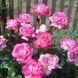 Троянда Роуз Гожард (Rose Gaujard) &mdash; чайно-гібридна, великі двоколірні квіти фото 2