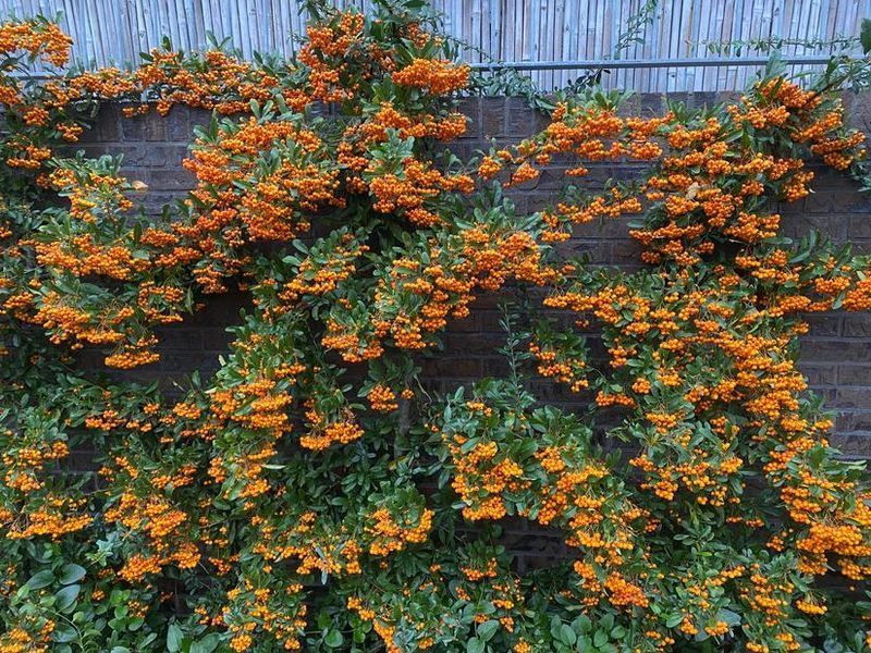 Піраканта Оранж Чармер (Orange Charmer) &mdash; яскраво-помаранчеві плоди для живоплоту фото