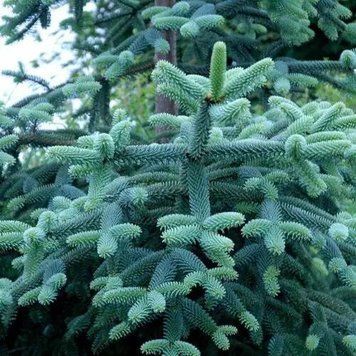 Пихта Испанская (Abies pinsapo) &mdash; жесткая сизая хвоя фото