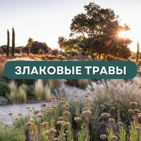 Злаки
