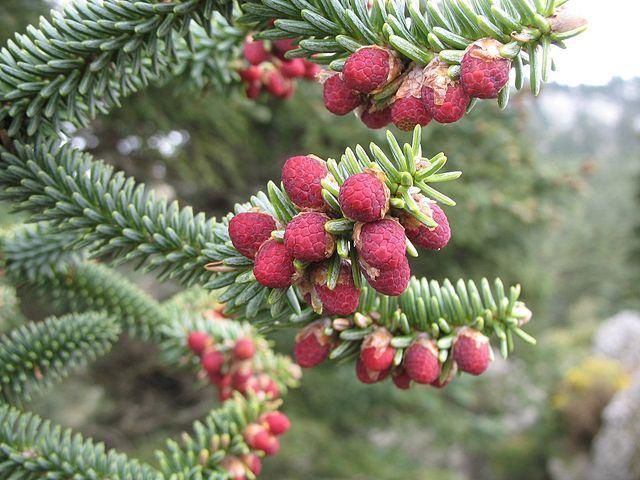 Пихта Испанская (Abies pinsapo) &mdash; жесткая сизая хвоя фото