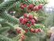 Пихта Испанская (Abies pinsapo) &mdash; жесткая сизая хвоя фото 2