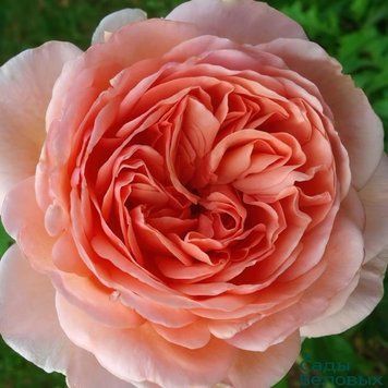 Роза Абрахам Дерби (Abraham Darby) &mdash; английская фото