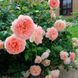 Троянда Абрахам Дербі (Abraham Darby) &mdash; англійська фото 3