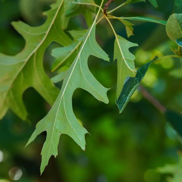 Плющ Пін Оук (Pin Oak) &mdash; незвичайна різьблена форма листя фото