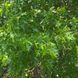 Плющ Пін Оук (Pin Oak) &mdash; незвичайна різьблена форма листя фото 1