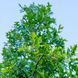 Плющ Пін Оук (Pin Oak) &mdash; незвичайна різьблена форма листя фото 2