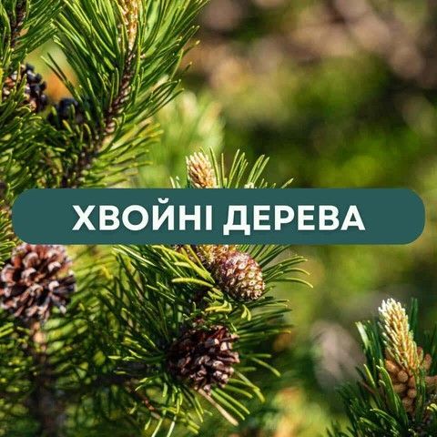 Хвойні дерева