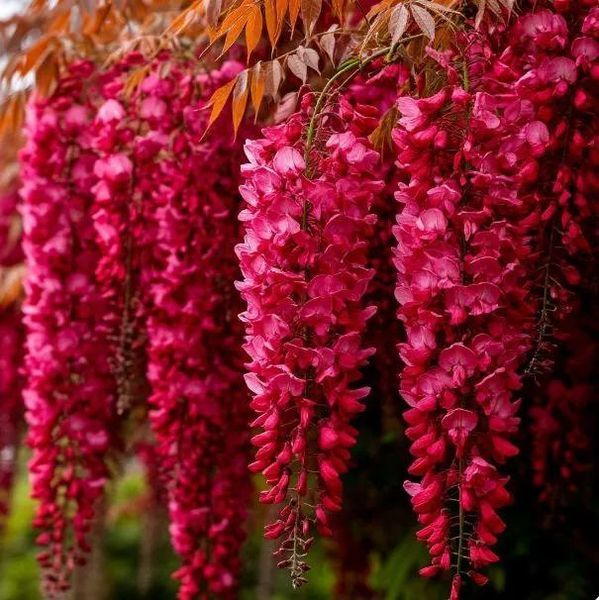 Гліцинія Шато-Бордо (Chateau Bordeaux) &mdash; насичені винно-червоні суцвіття фото