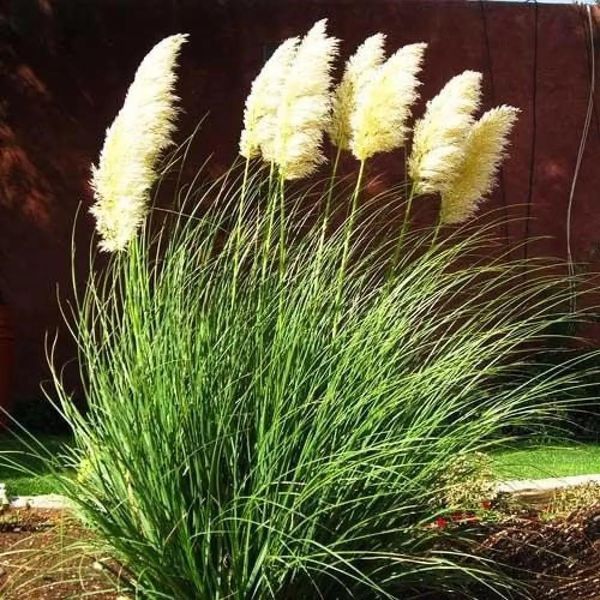 Кортадерия Пумила (Cortaderia pumila) &mdash; пампасная трава фото