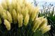 Кортадерия Пумила (Cortaderia pumila) &mdash; пампасная трава фото 1