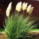 Кортадерия Пумила (Cortaderia pumila) &mdash; пампасная трава фото 2