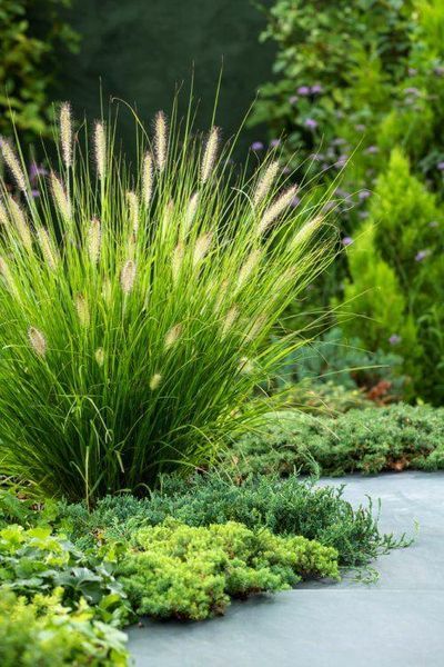 Пеннисетум Хамельн (Pennisetum Hameln) &mdash; декоративный злак фото