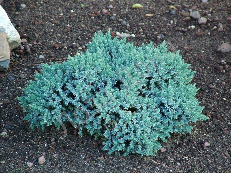 Ялівець Блю Стар (Blue Star) &mdash; карликовий хвойний кущ фото