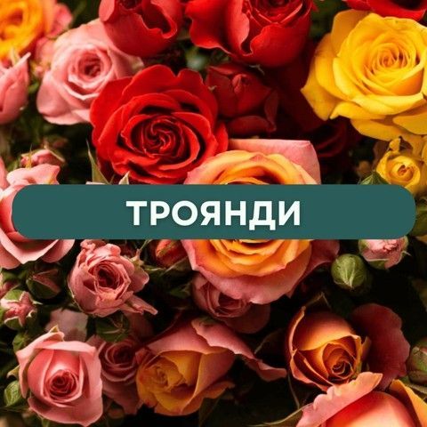 Троянди