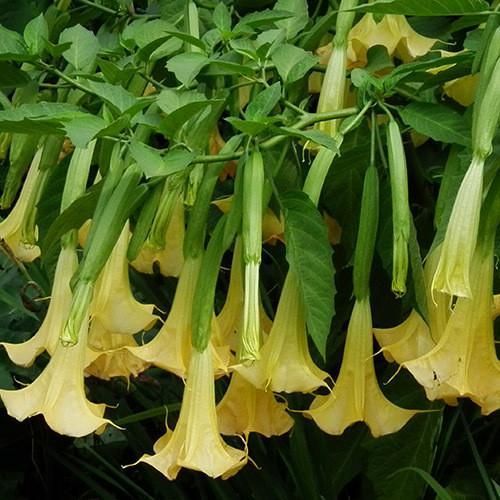 Бругмансия лимонная (Lemon) &mdash; солнечно-желтые экзотические цветы фото