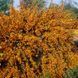 Ракитник Андреанус (Andreanus) &mdash; необычное двухцветное цветение фото 2