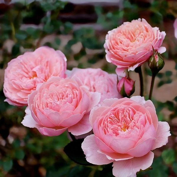 Роза Зе Алнвик (The Alnwick Rose) &mdash; английская фото