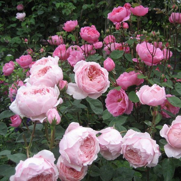 Роза Зе Алнвик (The Alnwick Rose) &mdash; английская фото